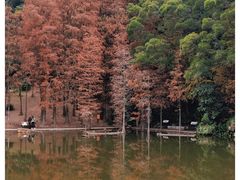 -深圳仙湖植物园