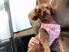 -宠颐生斯嘉宠物医院·急重症·心内科(谷阳北路分院)