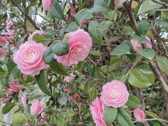 -昆山城市生态森林公园