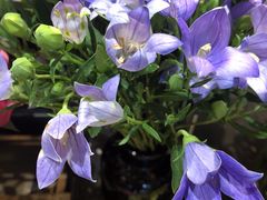 -植物学家的女儿(北马道巷店)