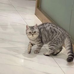 -镁连社·美联社