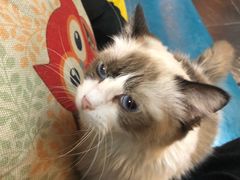 -Goku PET SHOP宠物视觉生活馆(双井店)
