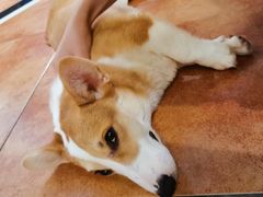 -more than meow吴止猫主题餐厅(承德 中船汇店)