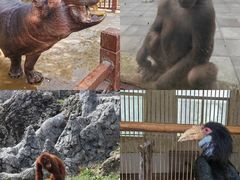 -贵州森林野生动物园