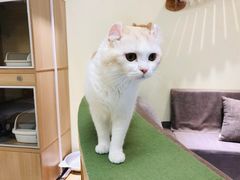 -猫和宫(六道口店)