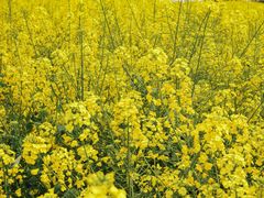 -中国天府农业博览园