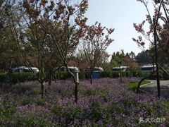 -崇明东平国家森林公园烧烤房车露营地