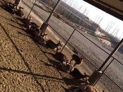 iphone_upload_pic-北京鹿世界主题园