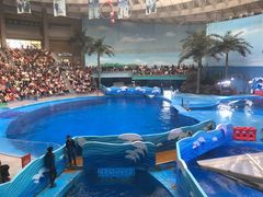 -海合安成都极地海洋公园