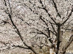 -樱花山风景区