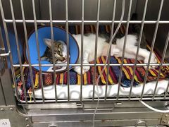 -安安宠医·安宠宠物医院