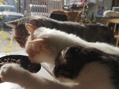 -平行世界·猫咖(首经贸店)