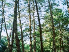 -帽儿山国家森林公园