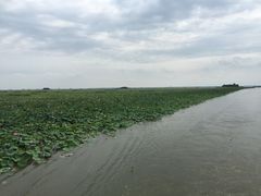-微山湖红荷湿地景区