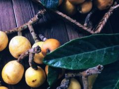 -塘栖枇杷特色园区