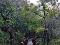 -大岭沟猕猴桃谷风景区