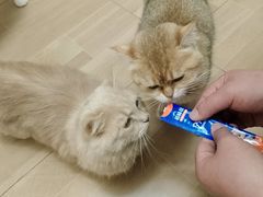 -唐小姐の私宠·宠物洗护美容·撸猫馆·购宠(周浦万达旗舰店)