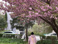 -金贝儿月嫂(高新尚品国际店)