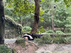 -都江堰中华大熊猫苑
