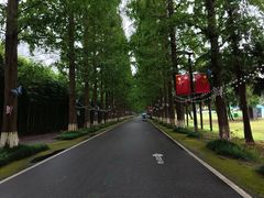 -黄海国家森林公园