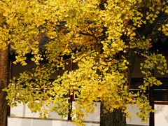 -苏州文庙(姑苏区)