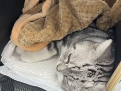 -纳吉亚猫专科动物诊疗中心(蒋宅口分院)