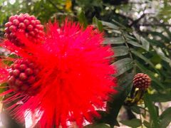 -瑞丽独树成林风景区