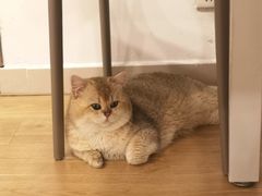 -有喵·猫咖·狗咖·30几只猫10只小狗(岗厦店)