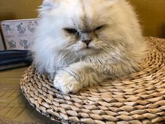 -猫猫幼稚园·撸猫·桌游·电玩
