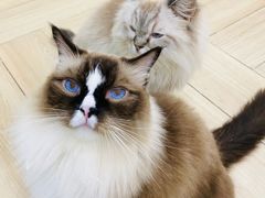 -安格丽娜·狗咖·猫咖羊驼咖(春熙路百盛商场店)