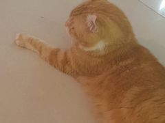 -平行世界·猫咖(首经贸店)