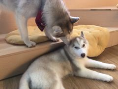 -Husky Go! 哈士奇体验馆·宠物咖啡厅狗咖
