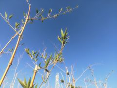 -盘龙城国家考古遗址公园