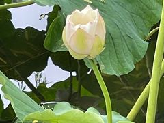 -莲池书院博物馆