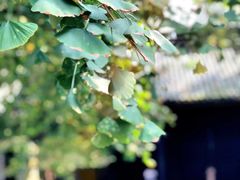 -宝光寺