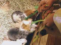 -藦茜花园宠物主题亲子互动体验馆(国顺东路店)