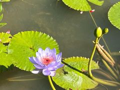 -云溪植物园