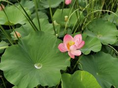 -大塘金香草谷