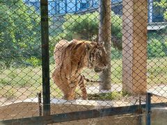 -大连森林动物园