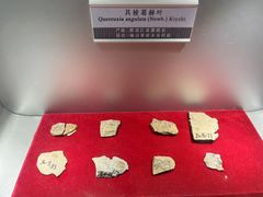 -嘉荫恐龙国家地质公园