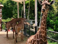 -泉州海丝野生动物世界