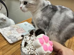 -猫小院猫主题餐厅(南锣旗舰店)