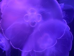 -欢乐海岸海洋奇梦馆