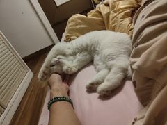 -芭比堂动物医院·心脏科·老年急重症·夜诊·吉雅分院