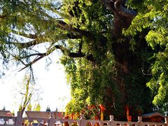 -大槐树寻根祭祖园