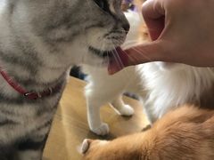 -平行世界·猫咖(首经贸店)