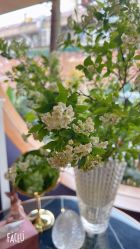 -花隐·美芙炫海菲秀皮肤管理中心