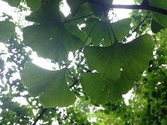 iphone_upload_pic-望江楼公园