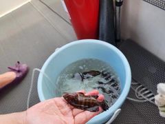 -小猫钓鱼海钓俱乐部(椰梦长廊店)