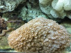 -北戴河圣蓝海洋公园